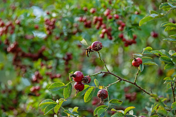 ripe red rose hips in a forest