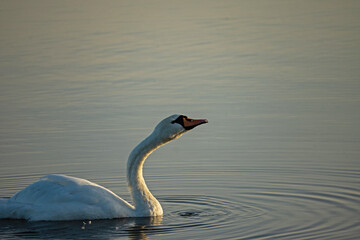 single white swan on lake Ros near Pisz in Poland