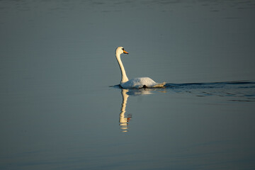 single white swan on lake Ros near Pisz in Poland