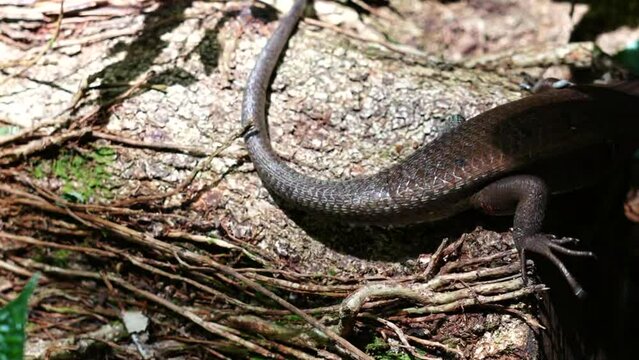 Eutropis macularia, commonly known as the "Common Sun Skink" or "East Indian Brown Mabuya," is a species of skink found in various parts of South and Southeast Asia.
