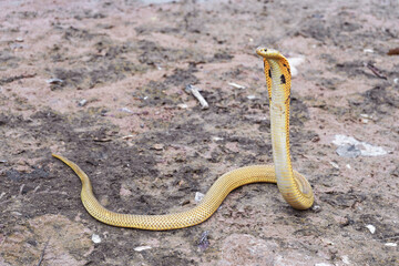Venomous snake dangerous. Equatorial spitting cobra gold color (Naja sumatrana) on wet muddy ground and puddle of Thailand.