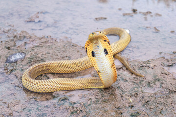 Venomous snake dangerous. Equatorial spitting cobra gold color (Naja sumatrana) on wet muddy ground and puddle of Thailand.