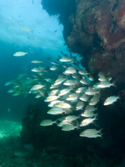 cardumen