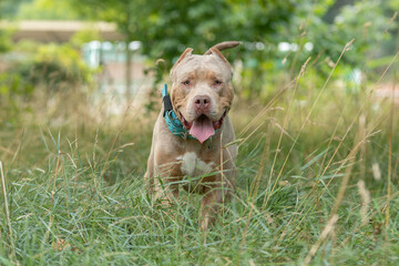 Portrait d'un chien de race americain bully XL 