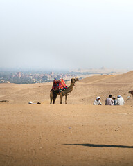 Panoramic view of a captive camel in the middle of the desert used as transport and tourist attraction in the pyramids of egypt in giza. In the background you can see the desert, the city and riders. 