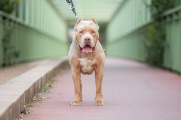 Portrait d'un chien de race americain bully XL 