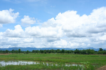 Rice fields and sky in agricultural area.