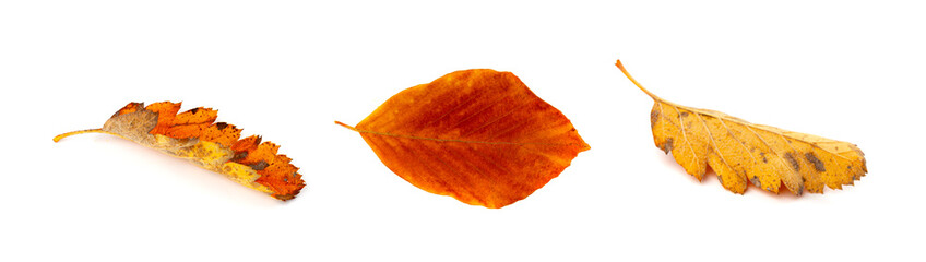 Autumn Leaf Set Isolated, Colored Autumn Tree Leaves, Red Orange Foliage, Fall Leaf Collection