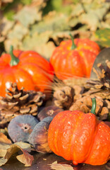 background with pumpkin, cup, wheat, figs, pine nuts.
decoration for fall, halloween and thanksgiving