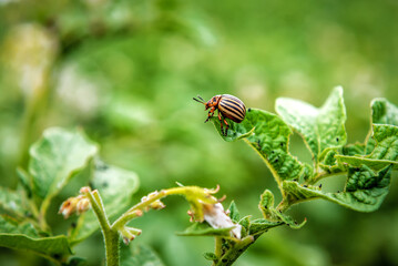 Colorado potato beetle on the potato leaves