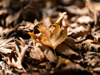 beautiful autumn leaves on the ground