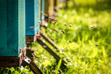 Obraz na płótnie Canvas Flying bees. Wooden beehive and bees