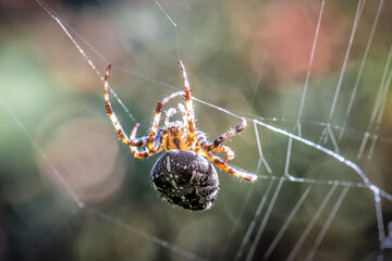 Live garden cross spider on the web