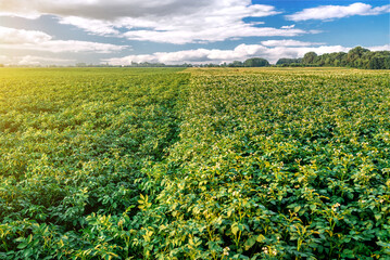 Lush organic potato field at sunset