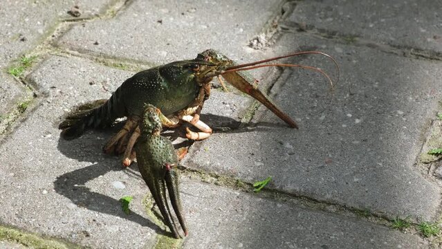 Live freshwater crayfish close-up. Green shell and claws. Moves his long antennae. His eyes bulged. River Crawfish. Side view.