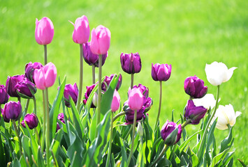 Purple Tulips and White