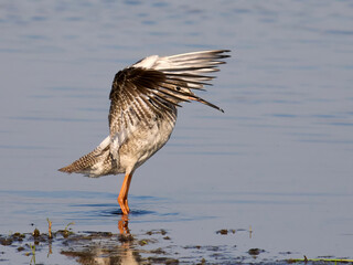 Spotted redshank (Tringa erythropus)