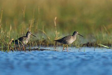 Spotted redshank (Tringa erythropus)