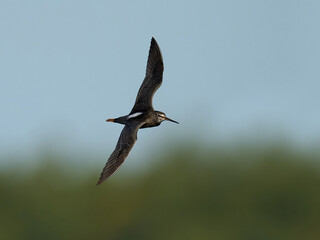 Spotted redshank (Tringa erythropus)