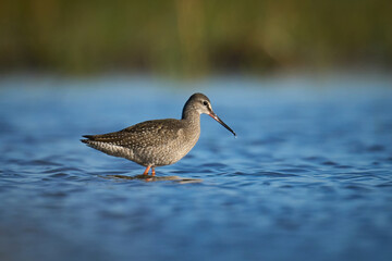 Spotted redshank (Tringa erythropus)