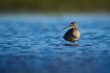 Spotted redshank (Tringa erythropus)