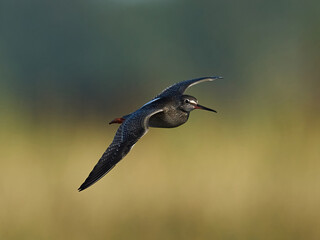 Spotted redshank (Tringa erythropus)