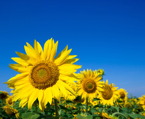 Sunflower field with cloudy blue sky