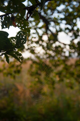 Spider web in the tree branches in early morning light