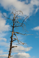 A dead, grey tree against the blue sky and clouds