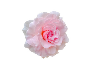 Obraz premium pink rose isolated on white