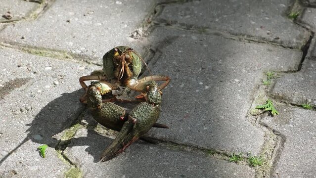 Live freshwater crayfish close-up. Green shell and claws. Moves his long antennae. His eyes bulged. River Crawfish. Front view.
