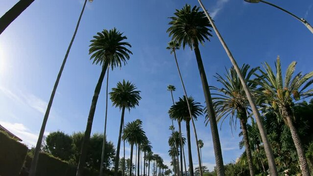 Riding with a cabriolet under the palm trees in Beverly Hills, Los Angeles with sunshining through the palm trees. Beverly Hills Drive, LA, California