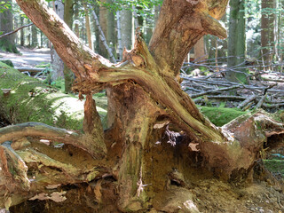 Root system with soil of a tree that fell due to a storm, Bavarian Forest National Park.