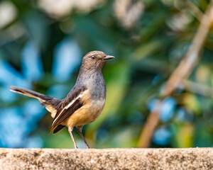 A oriental Magpie female