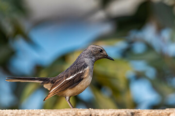 A Oriental Magpie