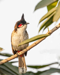 A red whiskered bulbul