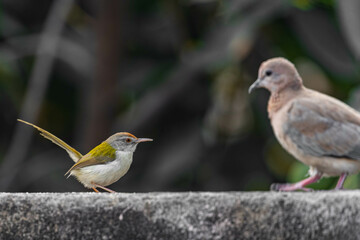 A Tailor bird