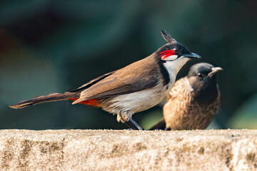 A red whiskered Bulbul