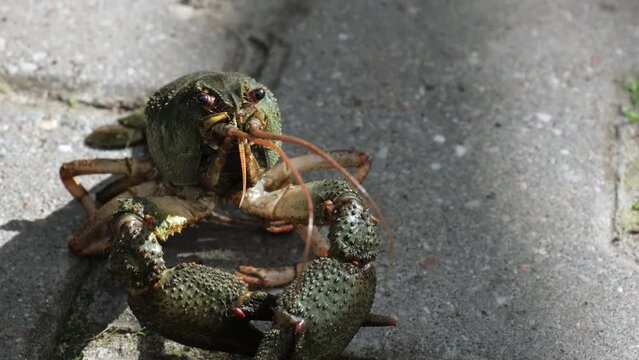 Face of live freshwater crayfish close-up. Green shell and claws. Moves his long antennae. His eyes bulged. River Crawfish.