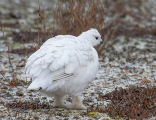 Rock Ptarmigan in the wild