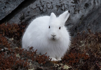 Arctic hare in the wild © John