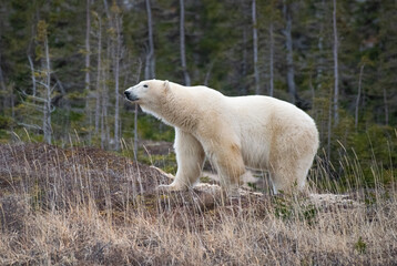 polar bear in the wild
