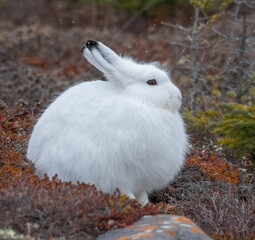 Arctic hare in the wild