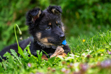 Puppy, Bohemian shepherd dog, 2 months old, lying on grass. - 646914732