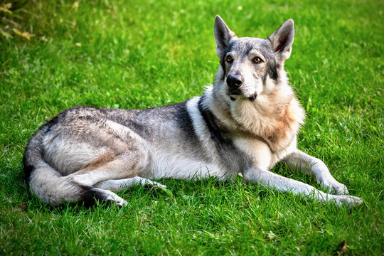 Adult young dog, Czechoslovak wolfdog in grass.