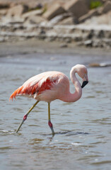 pink flamingo in the water