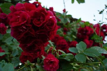 red roses in a garden