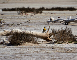 woodpecker un desert