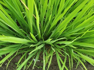Fototapeta premium close up of rice plant leaves with dew drops