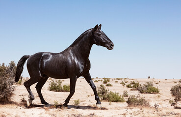 black stallion in nature